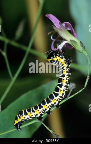 Salat Shark Falter Raupe (Cucullia Lactucae) Fütterung auf eine Klapperschlange Root- oder violette Blüte in Kopfsalat (Prenanthes purpur Stockfoto