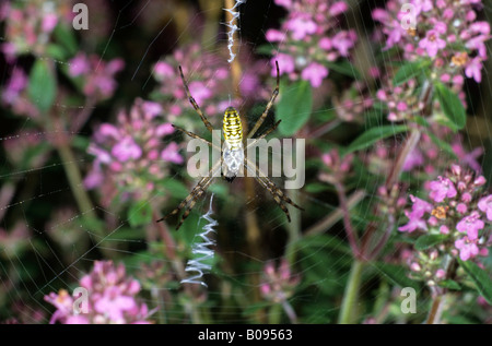 Wasp Spider (Argyope Bruennichi), Wespenspinne Familie, kleine Spinne in einem Netz gewebt in wilder Thymian (Thymus Serpyllum) Stockfoto