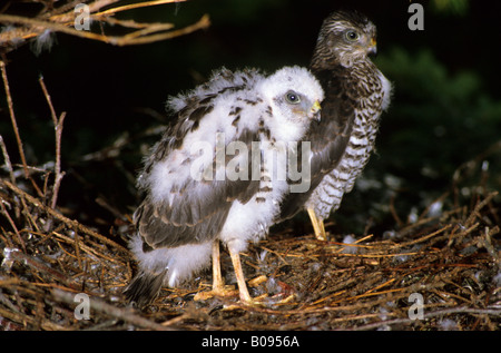 Eurasische Sperber (Accipiter Nisus), Familie Accipitridae, fast flügge junge Vogel auf seinem Nest hocken Stockfoto