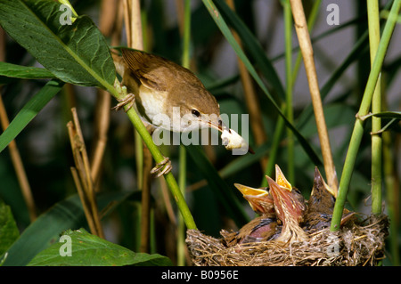 Reed Warbler (Acrocephalus Scirpaceus), Familie Sylviidae, Kot vom Nest entfernen Stockfoto