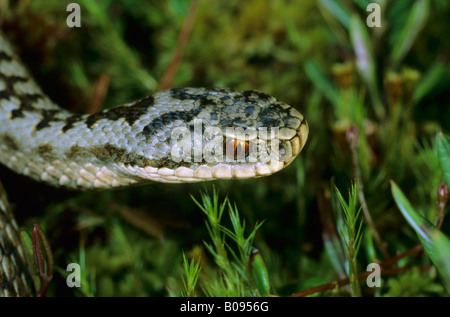 Gemeinsamen europäischen Addierer oder Viper (Vipera Berus), Viperidae Familie, Porträt eines Mannes, vor kurzem seine Haut, Schuppen Ecdysis Stockfoto