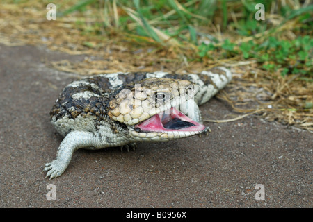 Bobtail-Eidechse, stumpf-tailed Skink oder Shingleback Skink (Tiliqua Rugosa), Western Australia, Australien Stockfoto