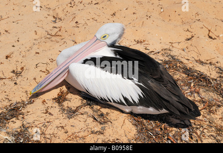 Australischer Pelikan (Pelecanus Conspicillatus) schlafen am Strand von Monkey Mia, Shark Bay, Western Australia, Australien Stockfoto