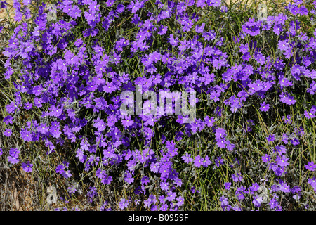 Blau Lechenaultia, Wildblumen, Geraldton, Westaustralien, Australien Stockfoto