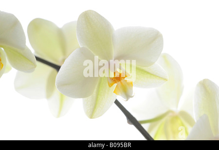 Weiße Orchideen (Phalaenopsis) Stockfoto