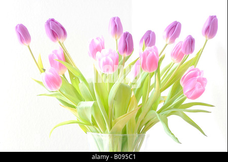 Blaue violette Tulpen (Tulipa) in einer vase Stockfoto