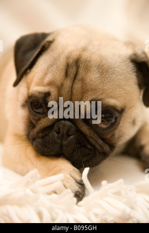 Junger Mops liegend auf einer Decke Stockfoto