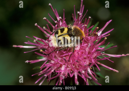 Biene-Käfer (Trichius Fasciatus), Deutschland, Europa Stockfoto