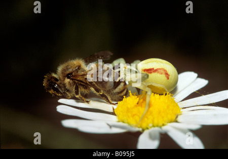 Goldrute Krabbenspinne (Misumena Vatia) thront auf einem Ochsen-Auge Daisy (Leucanthemum Vulgare) Essen eine Honigbiene (Apis) Stockfoto