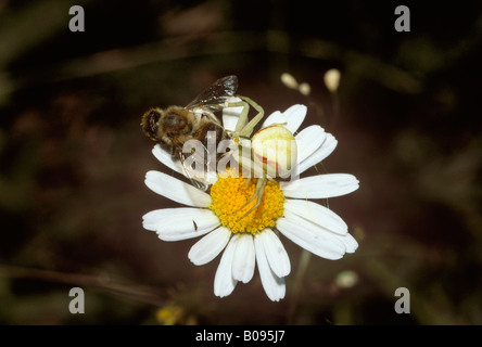 Goldrute Krabbenspinne (Misumena Vatia) thront auf einem Ochsen-Auge Daisy (Leucanthemum Vulgare) Essen eine Honigbiene (Apis) Stockfoto