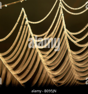 Spinnennetz bedeckt im Tau, Tautropfen Stockfoto