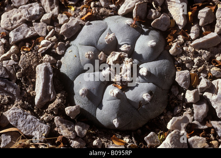 Peyote Kaktus oder Mescal Button (Lophophora Williamsii), Meskalin Droge, Coahuila, Mexiko Stockfoto