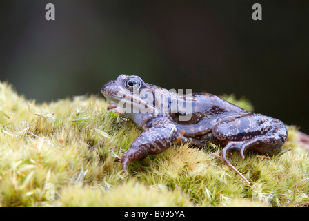 Europäische braune Grasfrosch (Rana Temporaria), Kelchsau, Tirol, Österreich Stockfoto