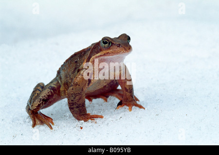 Europäische braune Grasfrosch (Rana Temporaria), Kelchsau, Tirol, Österreich Stockfoto