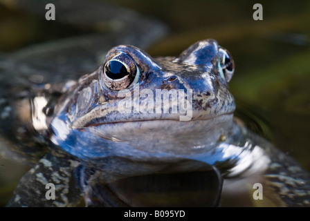 Europäische braune Grasfrosch (Rana Temporaria), Schwaz, Tirol, Österreich Stockfoto