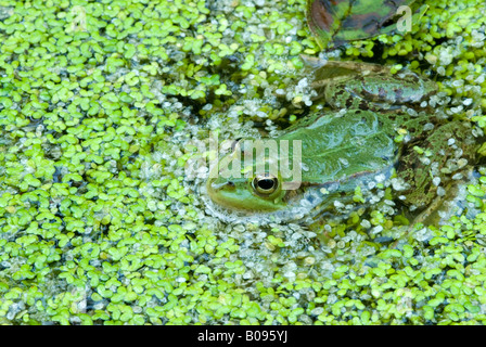 Essbare Frosch (Rana Esculenta) im Wasser, Filz, Wörgl, Tirol, Österreich Stockfoto