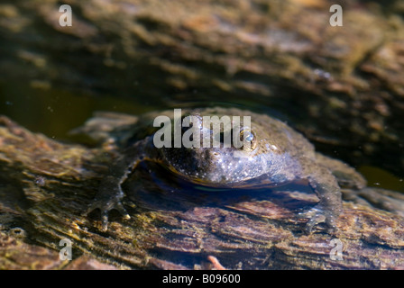 Gelbbauchunke (Geburtshelferkröte Variegata), BEG-Biotop in der Nähe von Rotholz, Tirol, Österreich Stockfoto