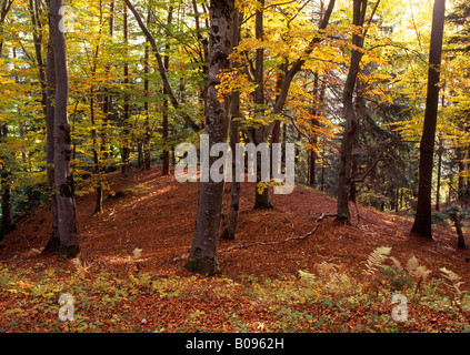 Beech Grove (Fagus) im Herbst, Bauhof, Vomp, Tirol, Österreich, Europa Stockfoto