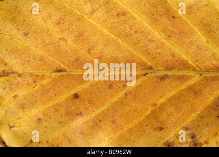 Gemeinsamen Walnuss Blätter im Herbst (Juglans Regia), Schwaz, Tirol, Österreich, Europa Stockfoto