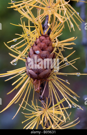 Europäische Lärche (Larix Decidua) Laub und Zapfen, Val Martello, Nationalpark Stilfser Joch, nordöstlichen Italien, Europa Stockfoto