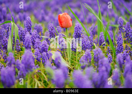 Eine einsame rote Tulpe im Feld Saphir Stockfoto