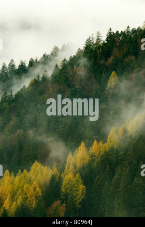 Nadelwald im Herbst, Innsbruck, Tirol, Österreich Stockfoto