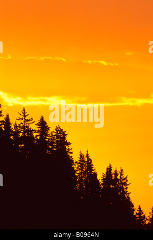 Sonnenaufgang über ein Fichtenwald, Gamsstein, Tuxer Alpen, Schwaz, Tirol, Österreich Stockfoto