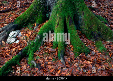 Moosbedeckten Wurzeln vieler europäischer Buche (Fagus Sylvatica) Baum, Vomperloch, Karwendel, Tirol, Österreich Stockfoto