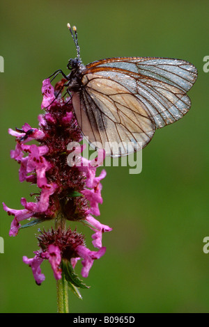 Schwarz geäderten weißer Schmetterling (Aporia Crataegi), Filz in der Nähe von Wörgl, Tirol, Österreich, Europa Stockfoto