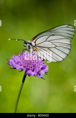 Schwarz geäderten weißer Schmetterling (Aporia Crataegi), Achensee, Tirol, Österreich, Europa Stockfoto