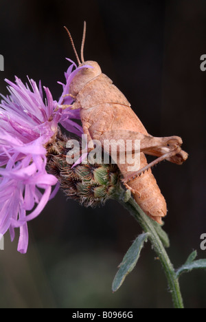 Blau-geflügelte Heuschrecke (Oedipoda Caerulescens), Feldthurns, Bolzano-Bozen, Italien, Europa Stockfoto