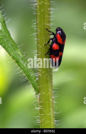 Schwarz und rot Blutzikade (Cercopis Vulnerata), Vomper-Loch, Karwendel-Bereich, Tirol, Austria, Europe Stockfoto