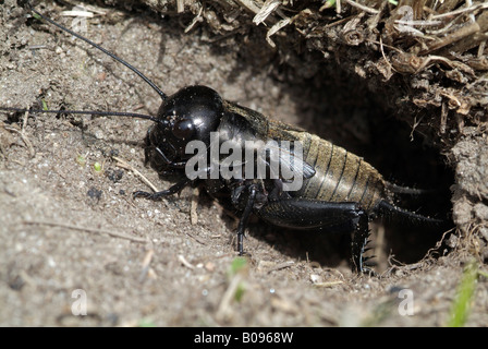 Große Green Bush Cricket, Cricket Field (Gryllus Campestris), Roppen, Tirol, Österreich, Deutschland Stockfoto