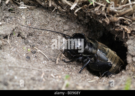 Field Cricket (Gryllus Campestris), Tirol, Österreich Stockfoto