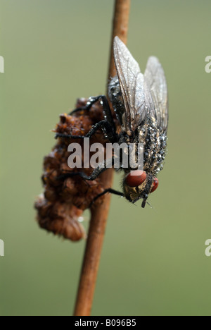 Getarnte Fleisch-Fly, Fleisch Fly (Sarcophaga Carnaria), Filz, Wörgl, Tirol, Österreich Stockfoto