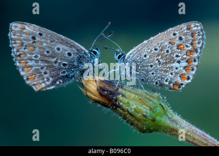 Zwei gemeinsame blaue Schmetterlinge (Polyommatus Icarus) einander, Nord-Tirol, Österreich Stockfoto