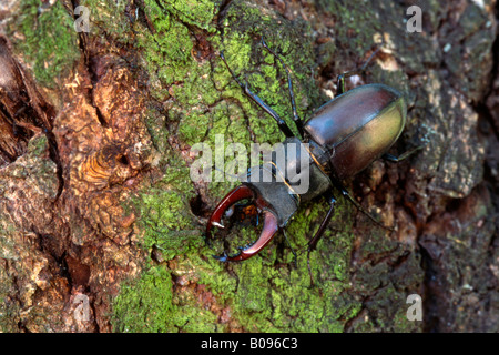 Hirschkäfer (Lucanus Cervus), Donau-Auen, Niederösterreich Stockfoto