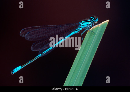 Azure Damselfly (Coenagrion Puella), Nord-Tirol, Österreich Stockfoto