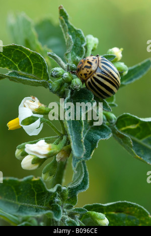 Kartoffelkäfer, Ten-gestreiften Spearman oder zehn gesäumten Kartoffelkäfer (Leptinotarsa Decemlineata), Schwaz, Tirol, Österreich Stockfoto