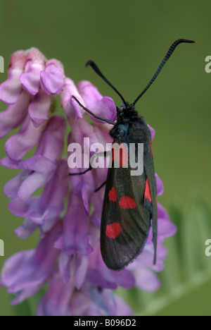 Fünf-Spot Burnet Motten (Zygaena Trifolii) thront auf einer Blüte Tufted Vetch oder Vogel-Wicke (Vicia Cracca), Martinau, Lechtal, Tir Stockfoto