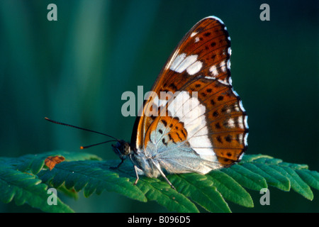 Weißer Admiral (Limenitis Camilla), Kramsach, Tirol, Österreich Stockfoto