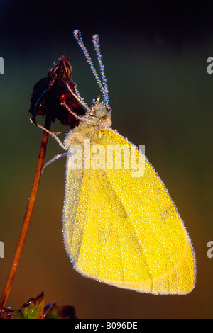 Kleiner Schmetterling Kohlweißling (Pieris Rapae), Filz Bei Wörgl, Nord-Tirol, Österreich Stockfoto