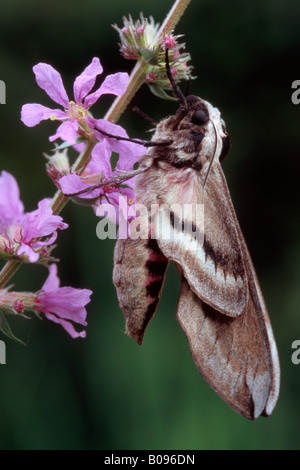 Liguster Hawkmoth (Sphinx Ligustri) thront auf einer Blume, Tirol, Österreich Stockfoto