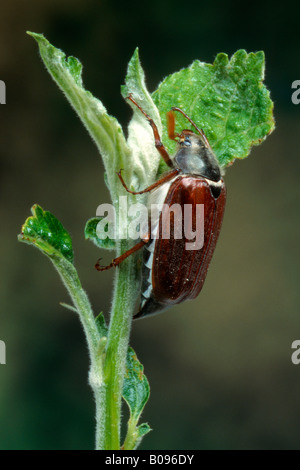 Gemeinsamen Maikäfer oder möglicherweise Fehler (Melolontha Melolontha), Schwaz, Tirol, Österreich Stockfoto