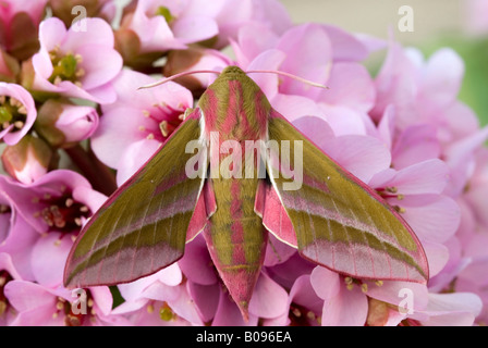 Elephant Hawk-Moth (Deilephila Elpenor) thront auf einer Blüte, Schwaz, Nord-Tirol, Österreich Stockfoto