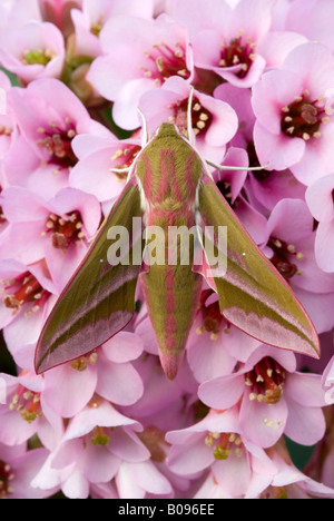 Elephant Hawk-Moth (Deilephila Elpenor) thront auf einer Blüte, Schwaz, Nord-Tirol, Österreich Stockfoto