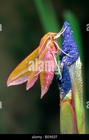 Elephant Hawk-Moth (Deilephila Elpenor) thront auf einem Sibirische Schwertlilie (Iris Sibirica), Nord-Tirol, Österreich Stockfoto