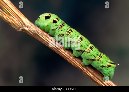 Elephant Hawk-Moth Raupe (Deilephila Elpenor), Nord-Tirol, Österreich Stockfoto