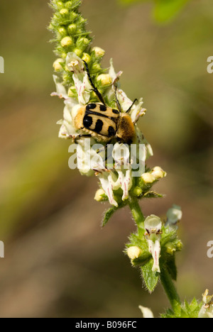 Biene-Käfer (Trichius Fasciatus) thront auf einer Blume, Feldthurns, Bolzano-Bozen, Italien Stockfoto