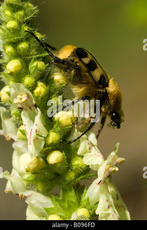 Biene-Käfer (Trichius Fasciatus) thront auf einer Blume, Feldthurns, Bolzano-Bozen, Italien Stockfoto